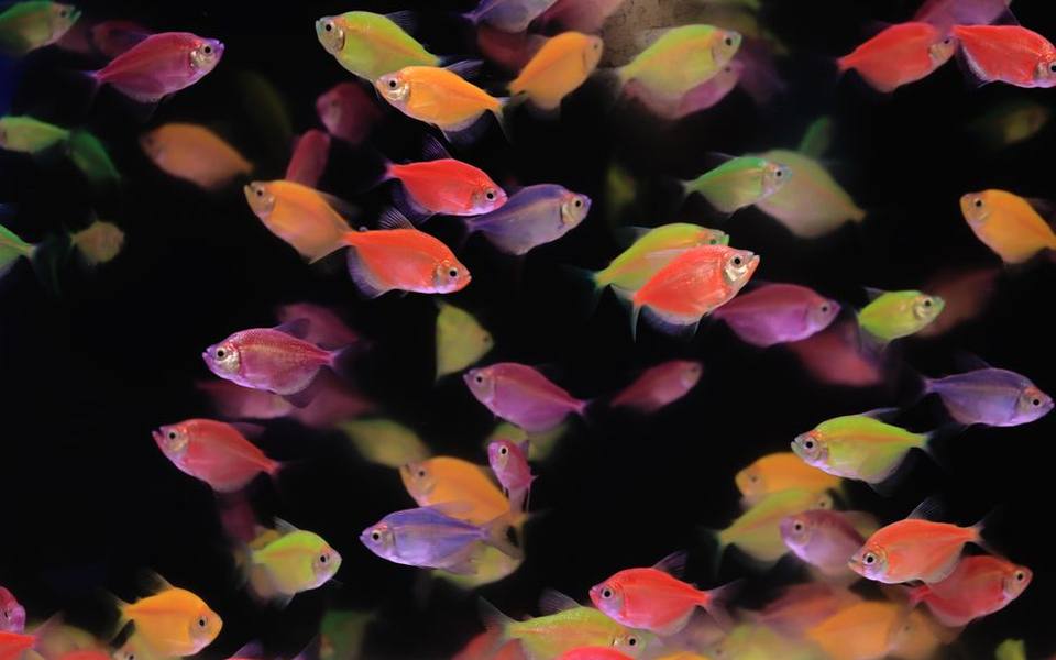 Buoyancy Complications in Genetically Fluorescent and Small Fish
