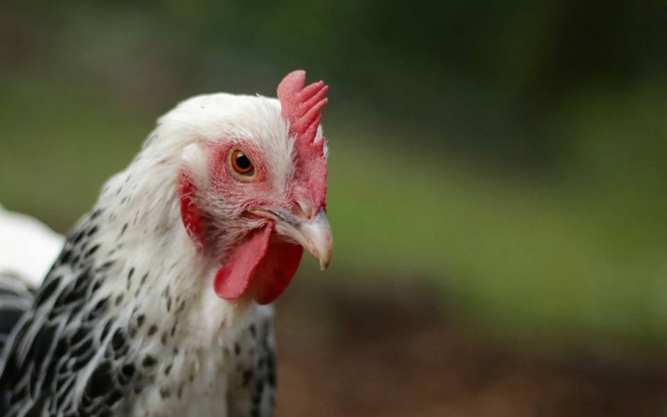 Recognizing Subtle Signs of Avian Distress and Disease