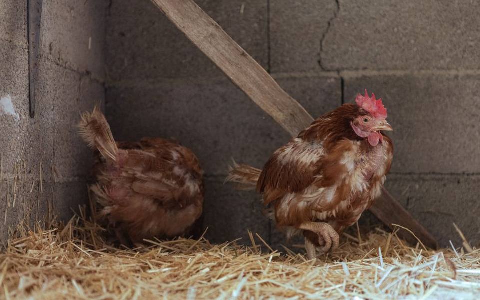 Managing Parasites and Flock Biosecurity