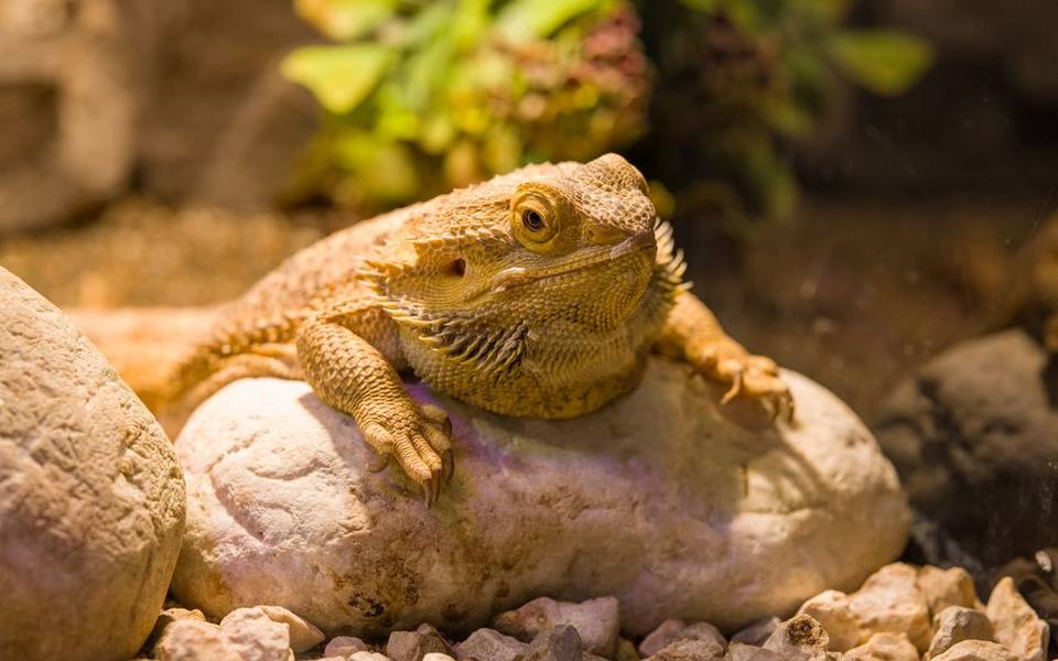 Distinguishing Brumation Sluggishness from MBD Weakness