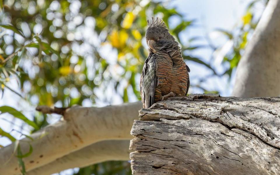 Understanding Psittacine Beak and Feather Disease