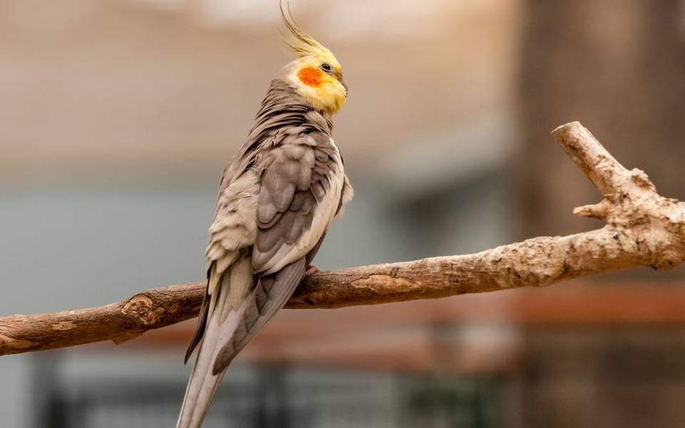 Safely Managing Claws on Cockatiels and Small Birds
