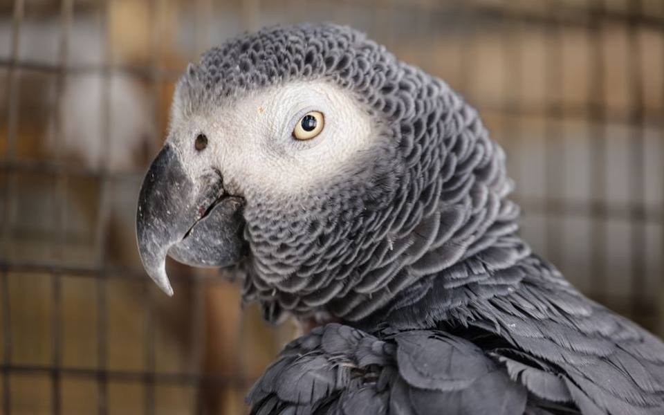 Investigating Feather Plucking and Destructive Plumage Habits