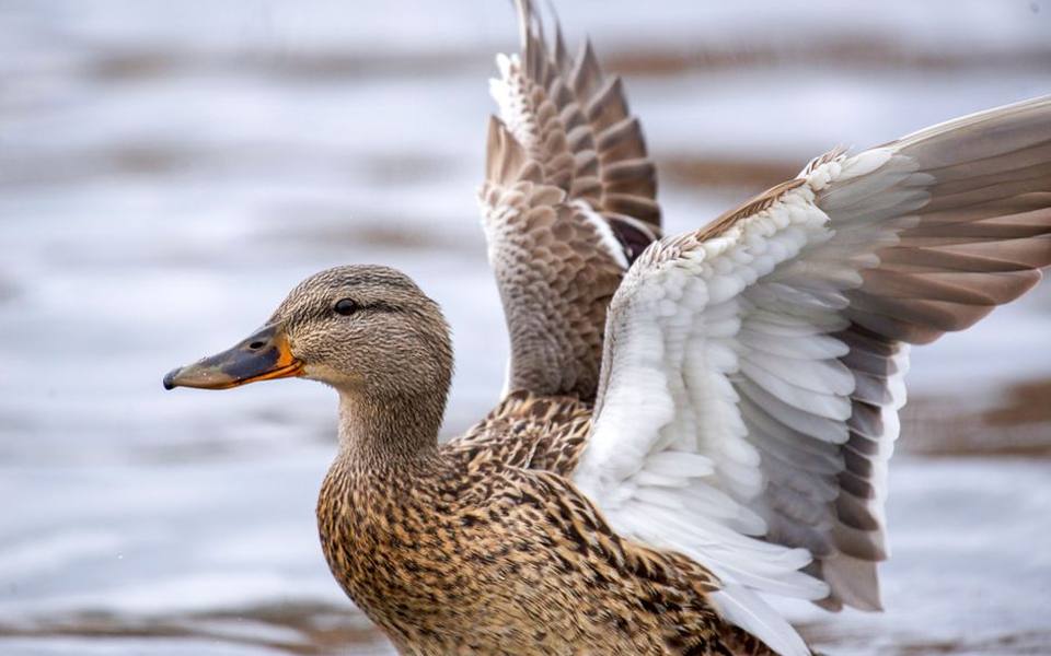 Understanding Avian Flight Feather Trimming