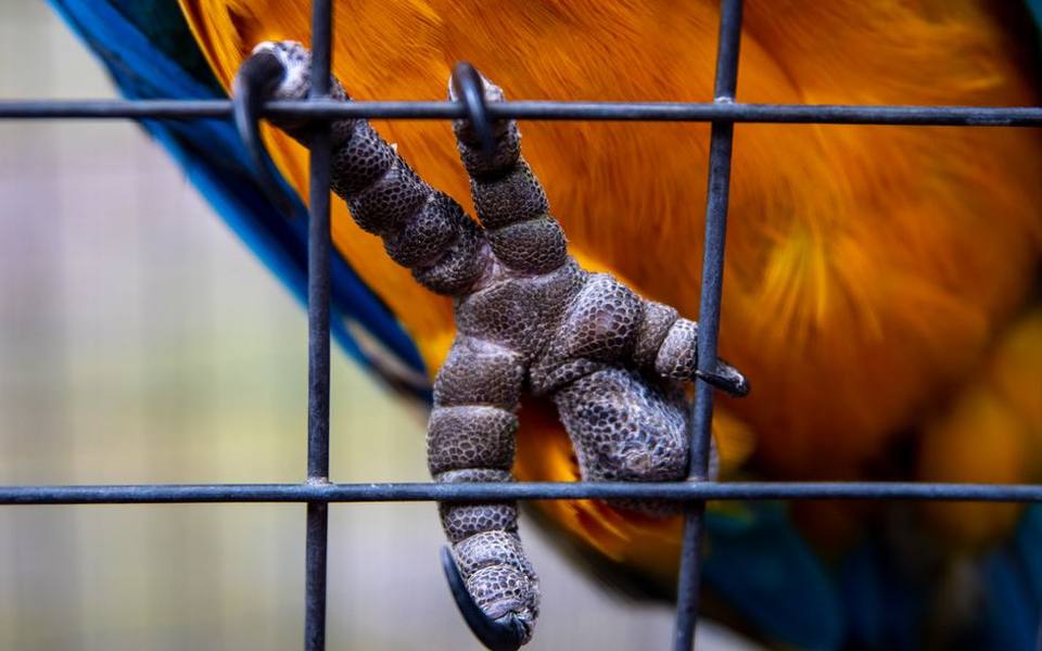 Beak Care: Natural Wear Versus Pathological Overgrowth