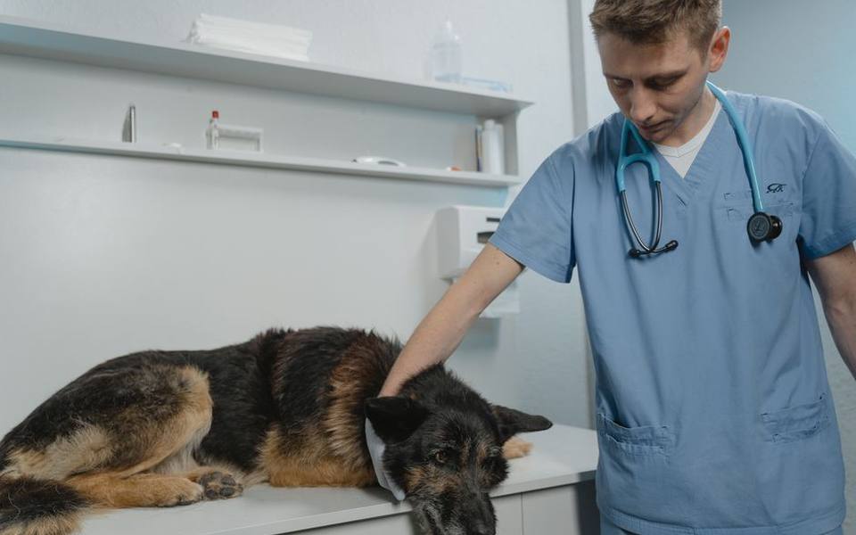 Navigating Medical Centers Versus Animal Wellness Facilities