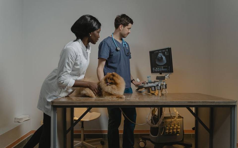 Planning for Emergencies and After-Hours Veterinary Interventions