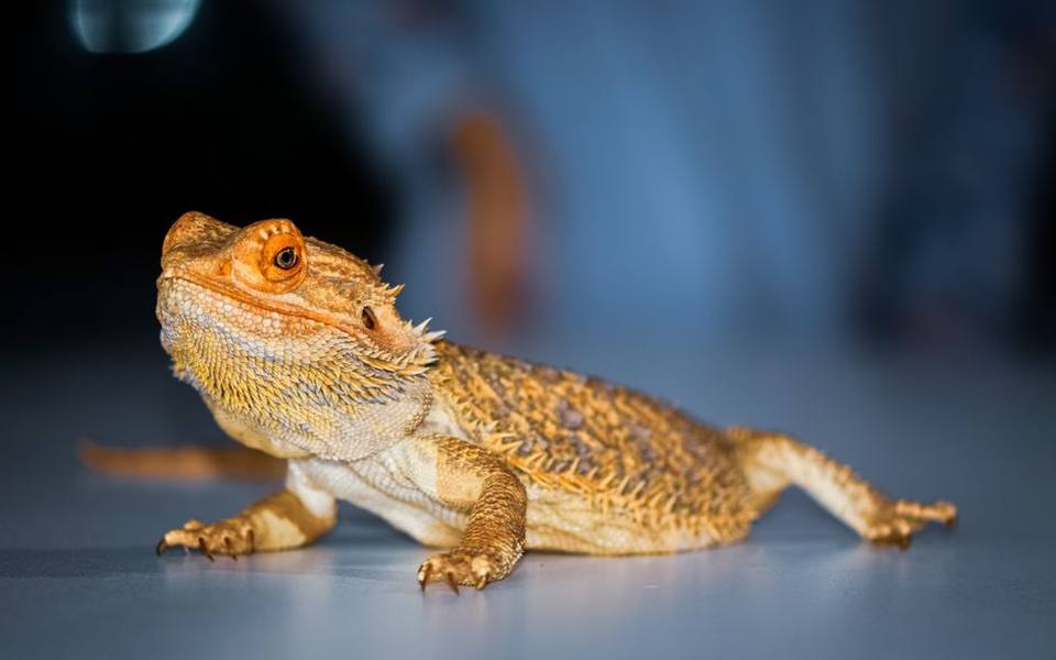 Navigating the Patchwork of State and Local Exotic Animal Laws