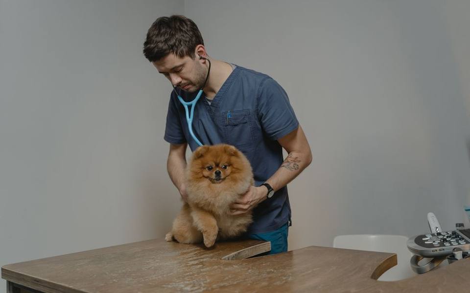 Mustelid Health and the Complexities of Ferret Medicine