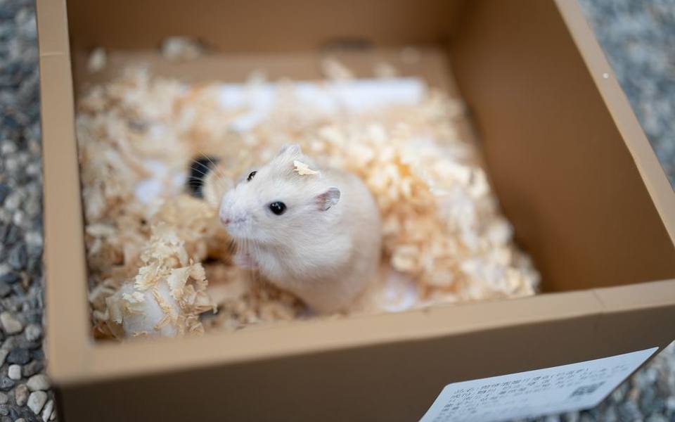 Nursing a Hamster Through Recovery at Home