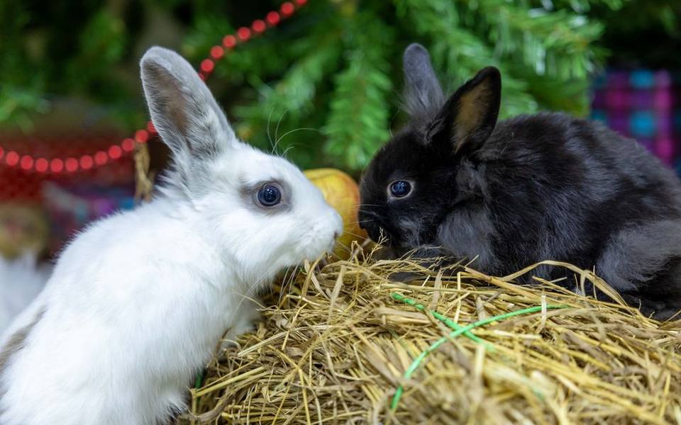 Why neutering is essential for your rabbit's health and behavior