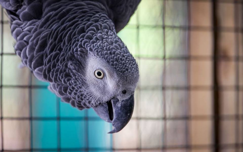 Cage and initial habitat setup expenses