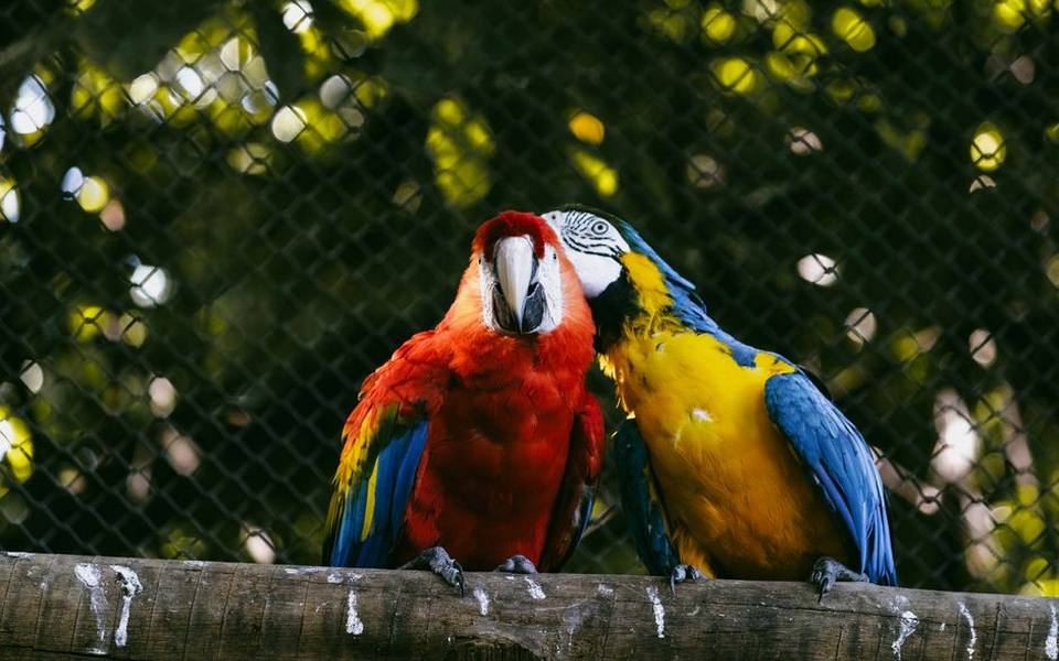 Classifications and Popular Companion Parrot Types