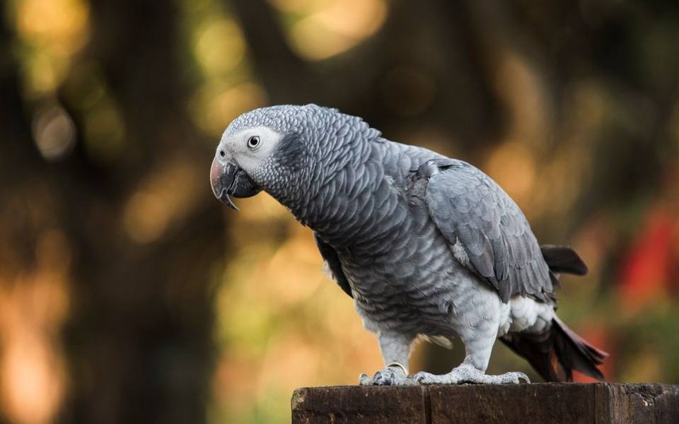 Why Parakeets and Small Parrots Need Specialized Care