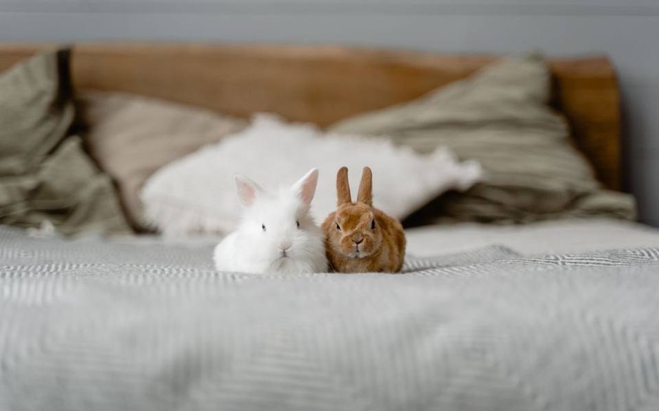 Uncovering Low-Cost Rabbit Spay and Neuter Programs