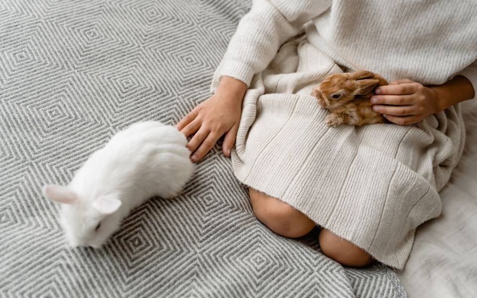 The Difference Between Spaying Females and Neutering Males