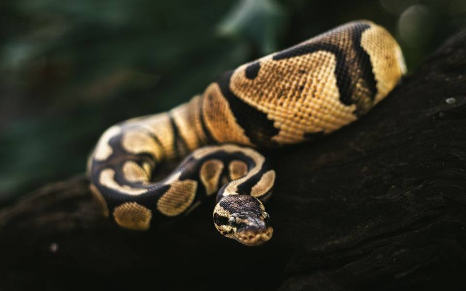 Recognizing Snake Mites and Subtle Behavioral Changes