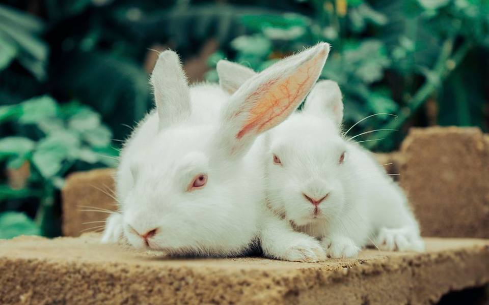Identifying Ear Mites and Fur Mites on Pet Rabbits