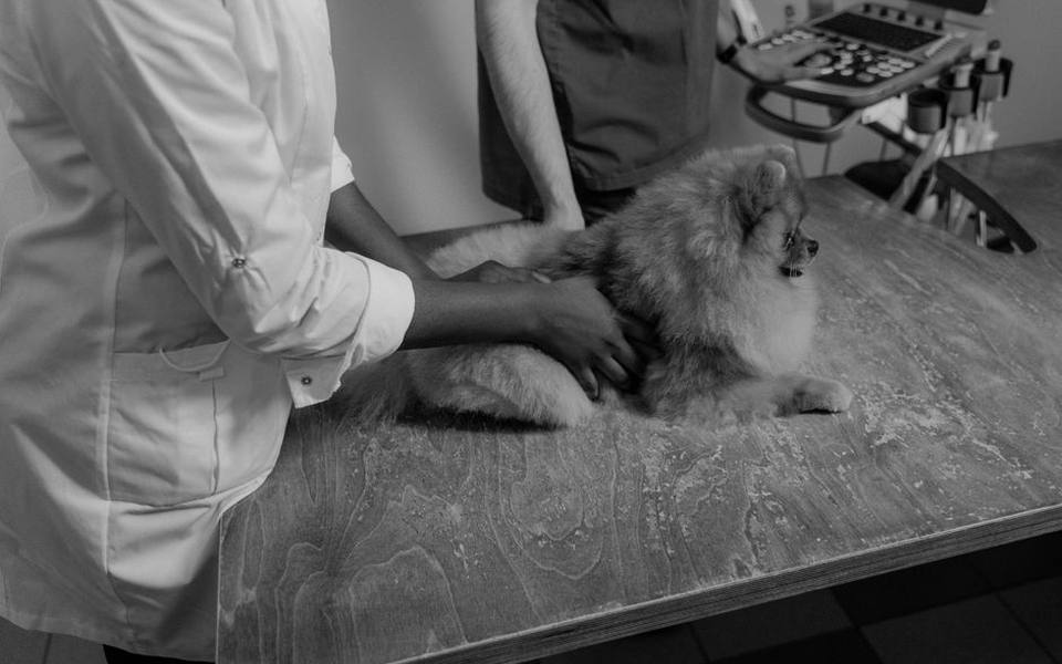 Dangerous Mistakes to Avoid When Treating Exotic Pet Parasites