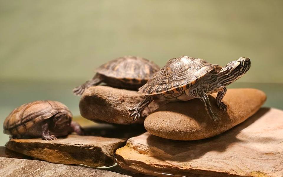 Emergency Triage and Veterinary Repair for Broken Shells