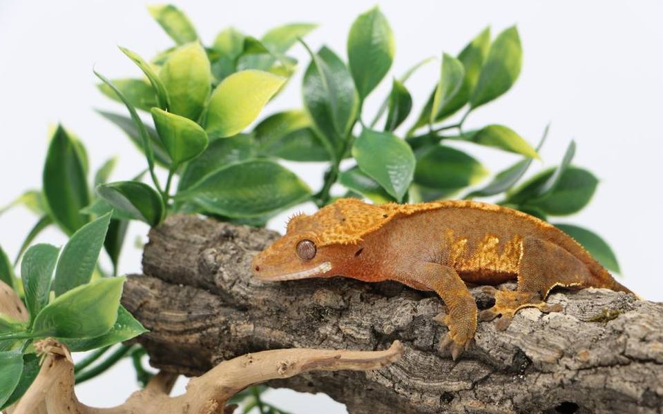 Managing Shed Cycles in Arboreal Geckos and Corn Snakes
