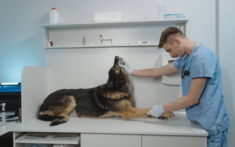 When to Consult an Exotic Veterinarian