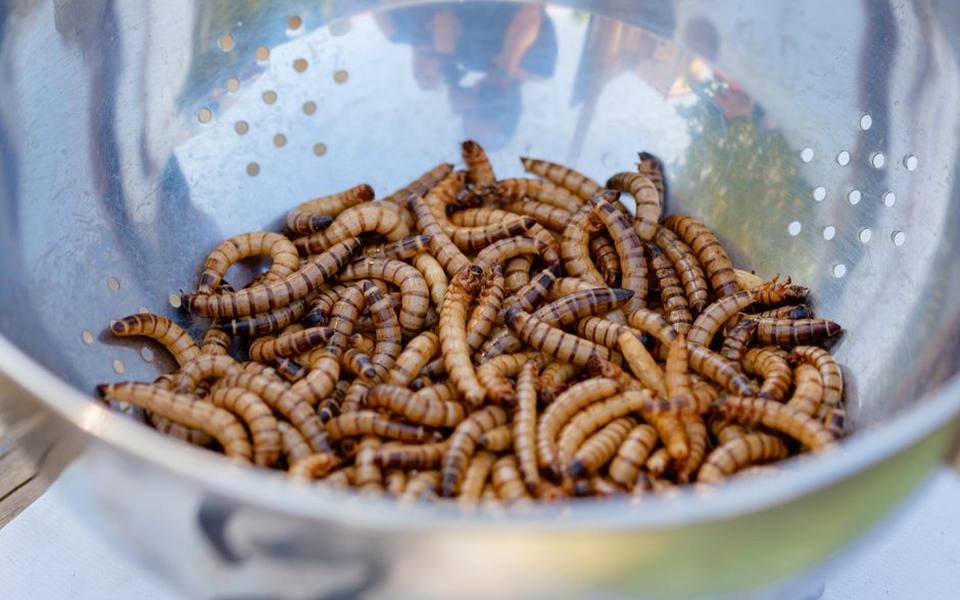 Feeder Insects, Hydration, and Natural Enrichment