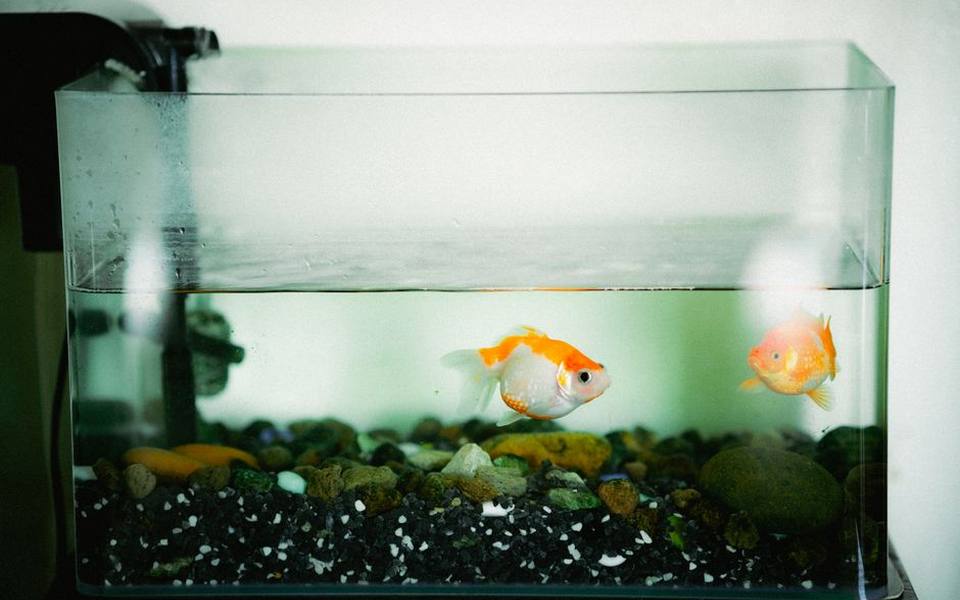 Recognizing the Symptoms Across Common Aquarium Species