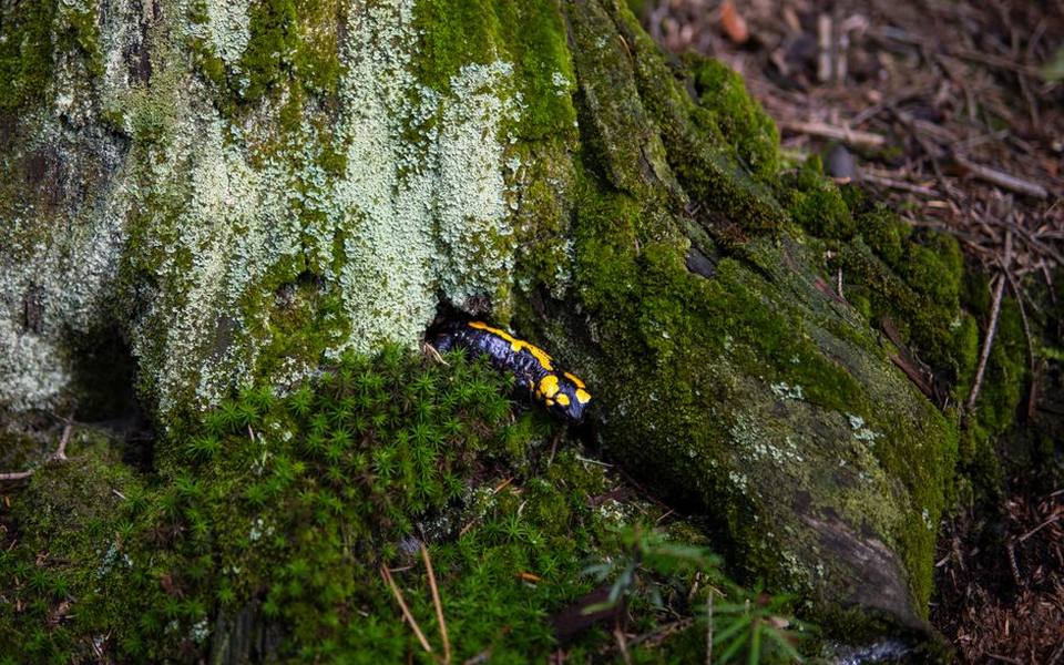 Core Biological Traits That Set Amphibians Apart