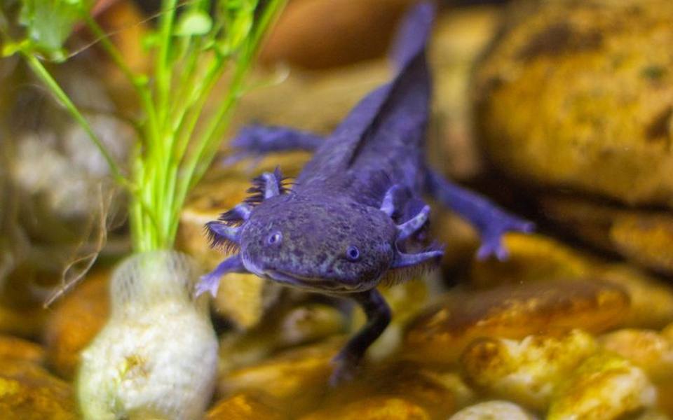 Popular Amphibian Species Kept in Home Vivariums