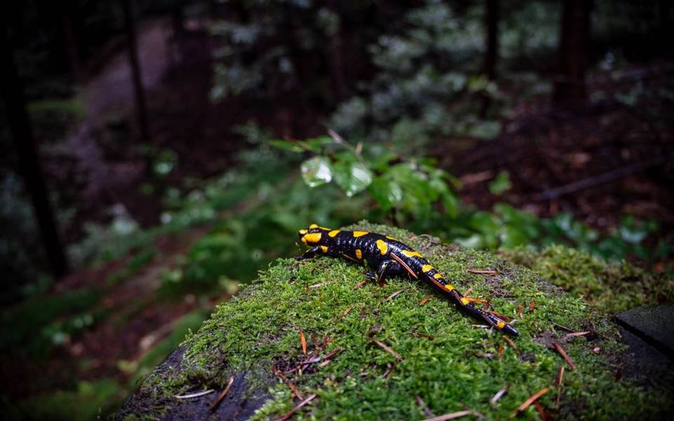 Key Differences Between Amphibians and Reptiles