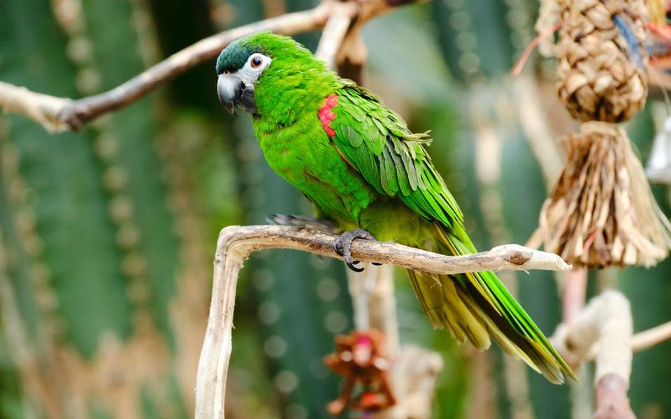 Unique anatomy and why birds hide illness